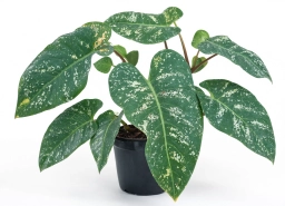 Philodendron — Inconsistent Watering — Boom-Bust Cycle