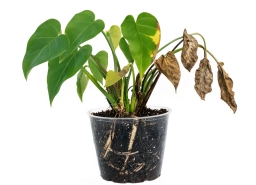 Philodendron — Hydrophobic Substrate — Water Channeling