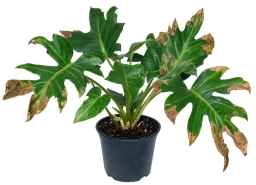 Philodendron — Compacted, Anaerobic Substrate