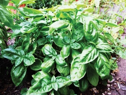Spider Mites on Rosemary � rosemary plant care