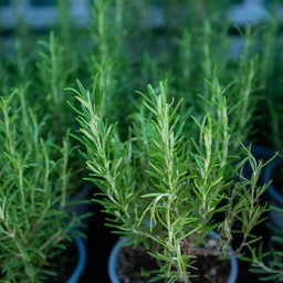 Rosemary Struggling Indoors With Slow, Weak Growth � rosemary plant care