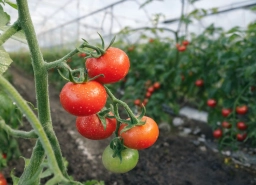 Tomato