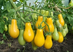 Tomato Hornworms Defoliating Plants � tomato plant care