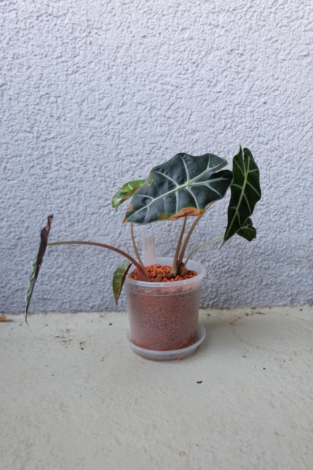 Alocasia Polly (Alocasia × amazonica 'Polly')