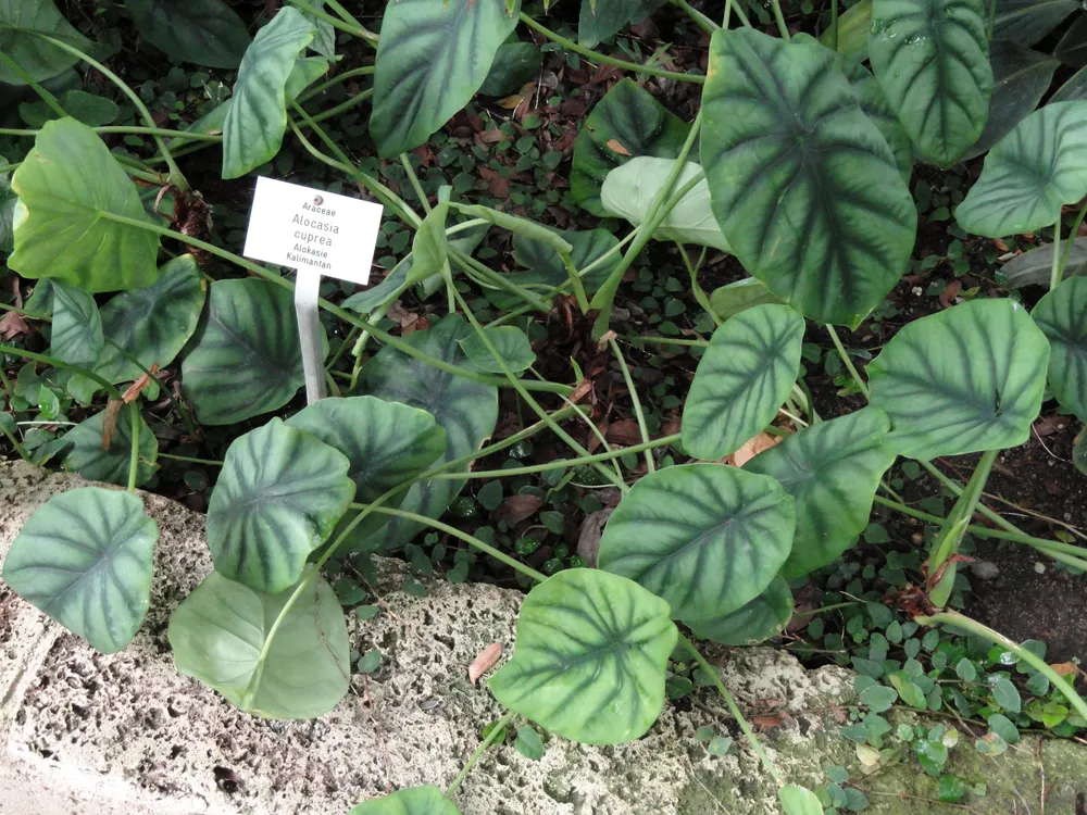 Alocasia Cuprea (Alocasia cuprea 'Red Secret')