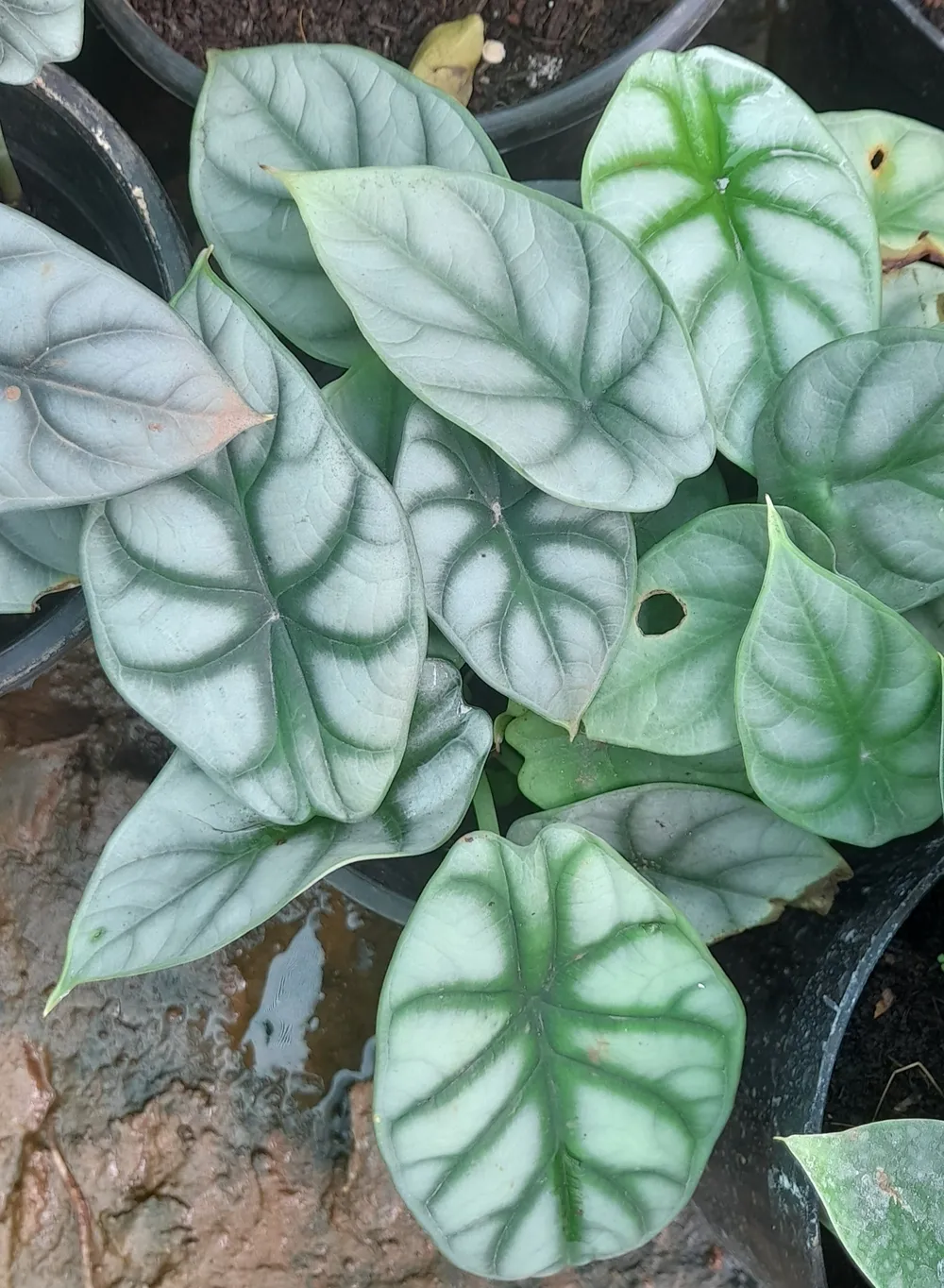 Alocasia Dragon Scale (Alocasia baginda 'Dragon Scale')