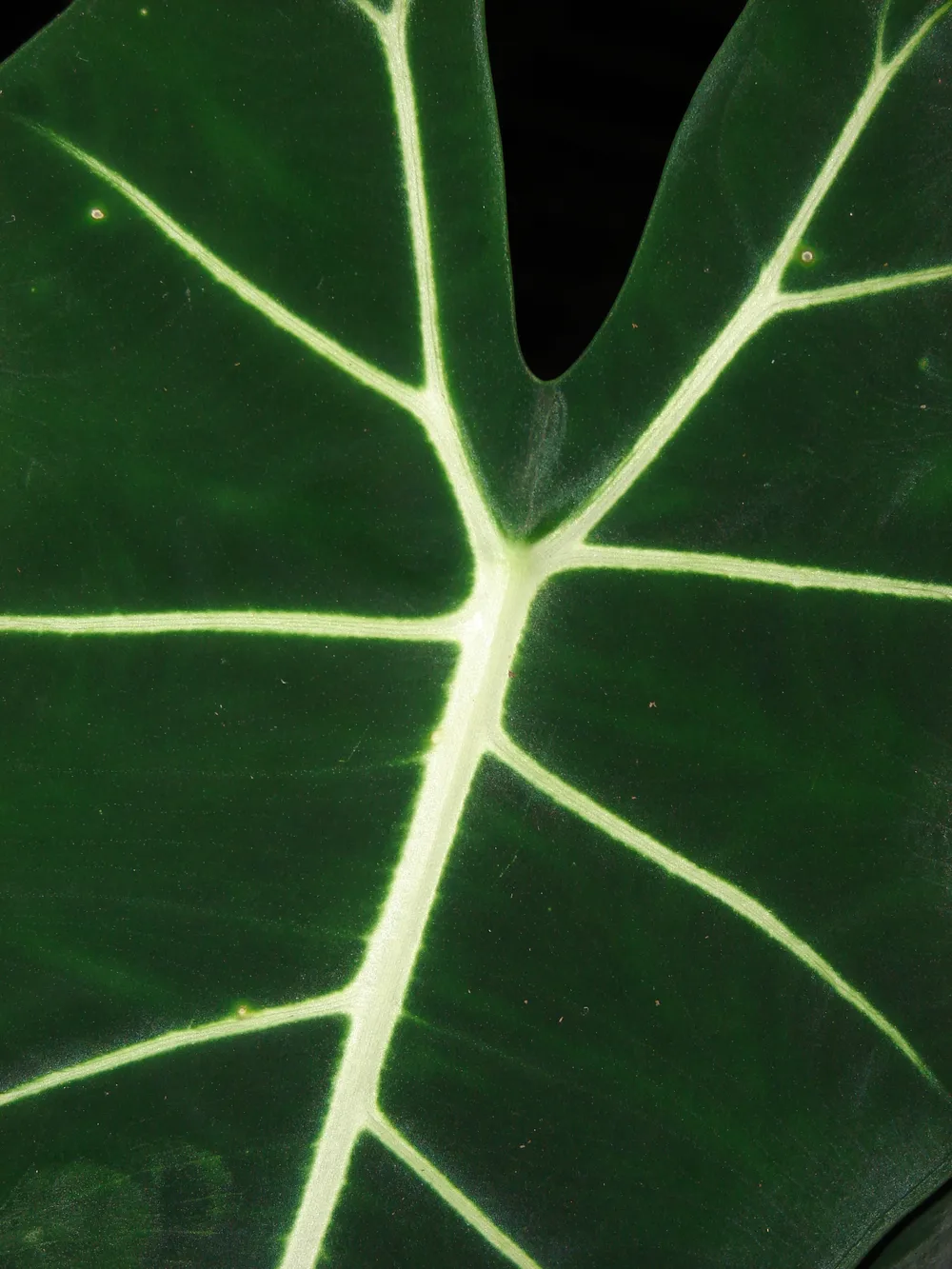 Alocasia Frydek (Alocasia micholitziana 'Frydek')