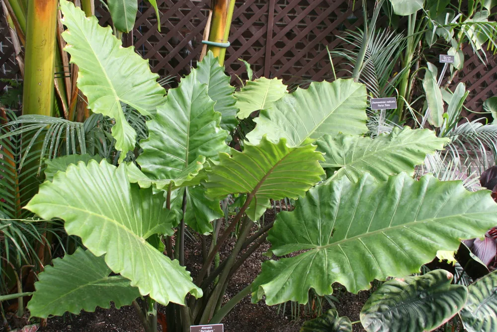 Alocasia Portodora (Alocasia 'Portodora')