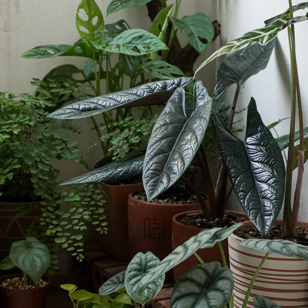 Alocasia Scalprum (Alocasia scalprum)