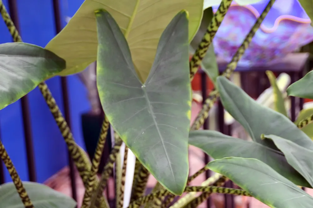 Alocasia Zebrina (Alocasia zebrina)