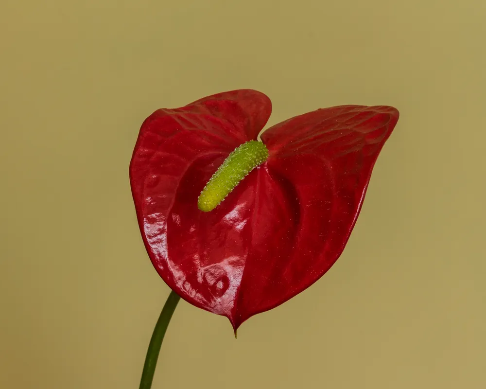 Anthurium Andraeanum (Anthurium andraeanum)