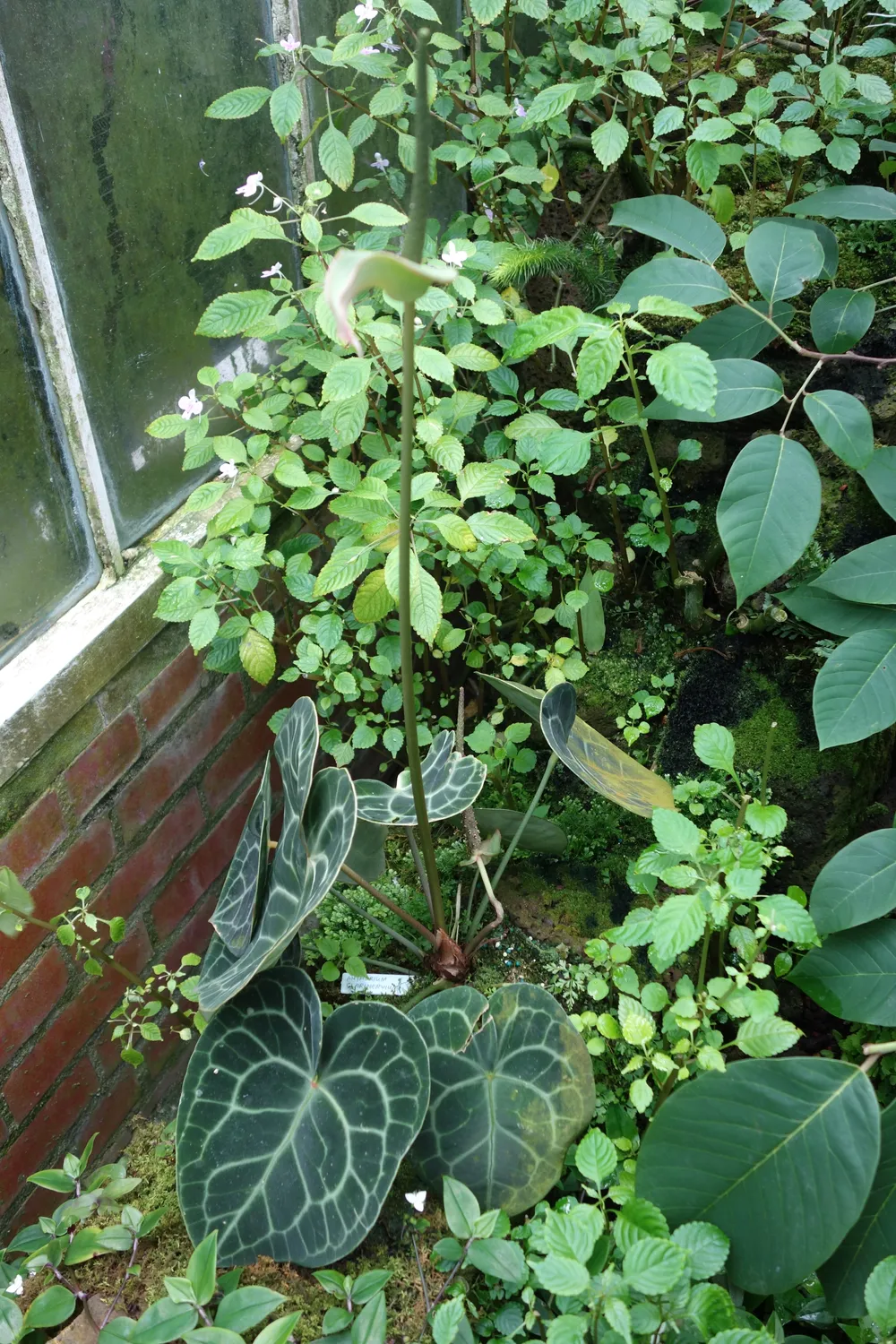 Anthurium Clarinervium (Anthurium clarinervium)