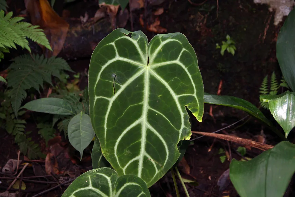 Anthurium Crystallinum (Anthurium crystallinum)