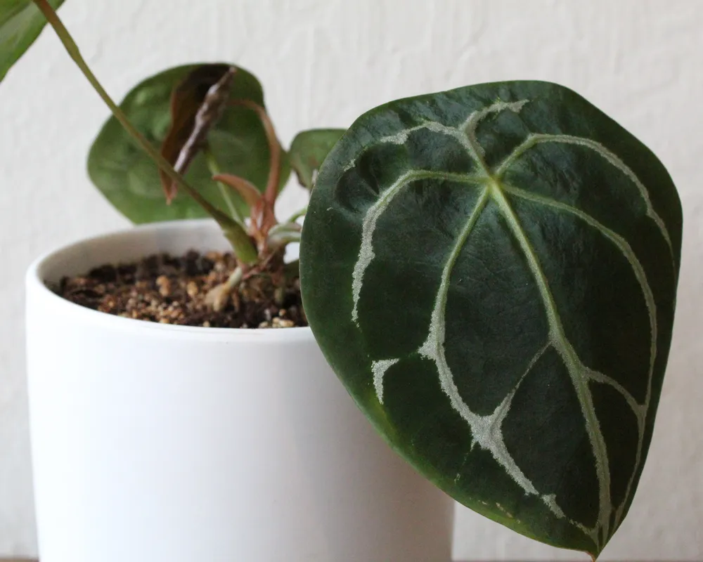 Anthurium Forgetii (Anthurium forgetii)