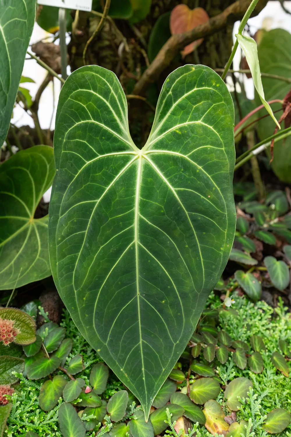 Anthurium Magnificum (Anthurium magnificum)