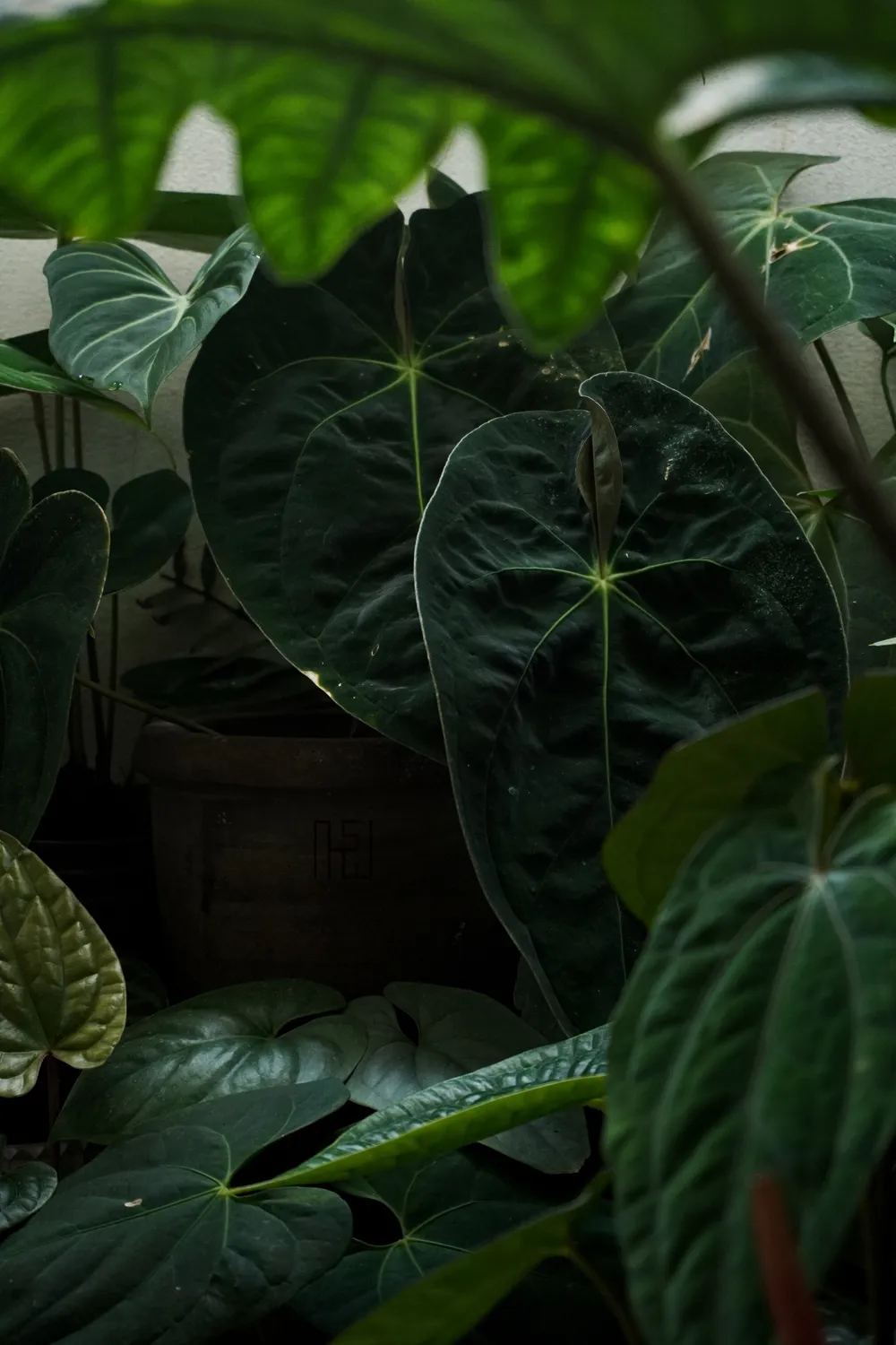 Anthurium Papillilaminum (Anthurium papillilaminum)