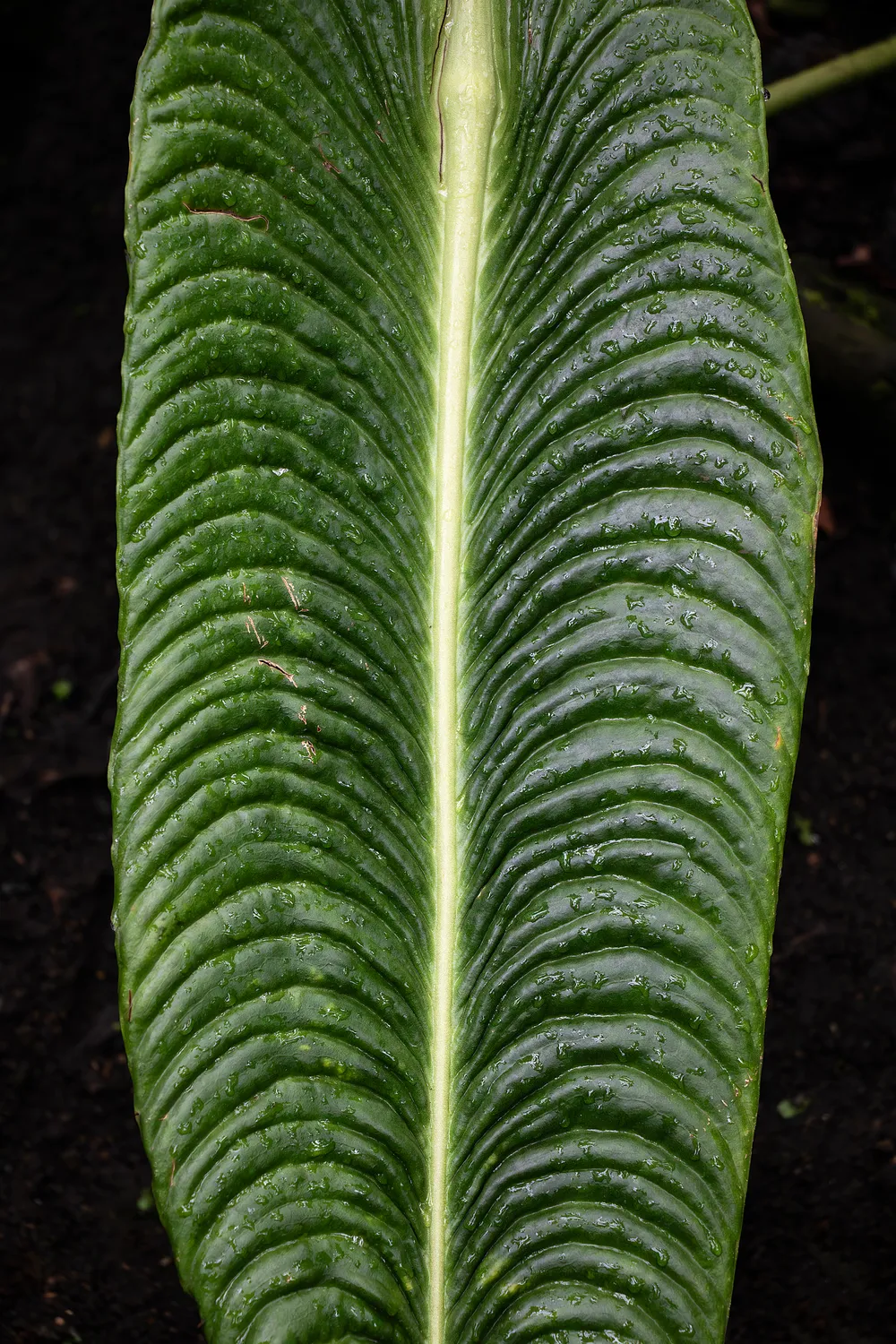 Anthurium Veitchii (Anthurium veitchii)