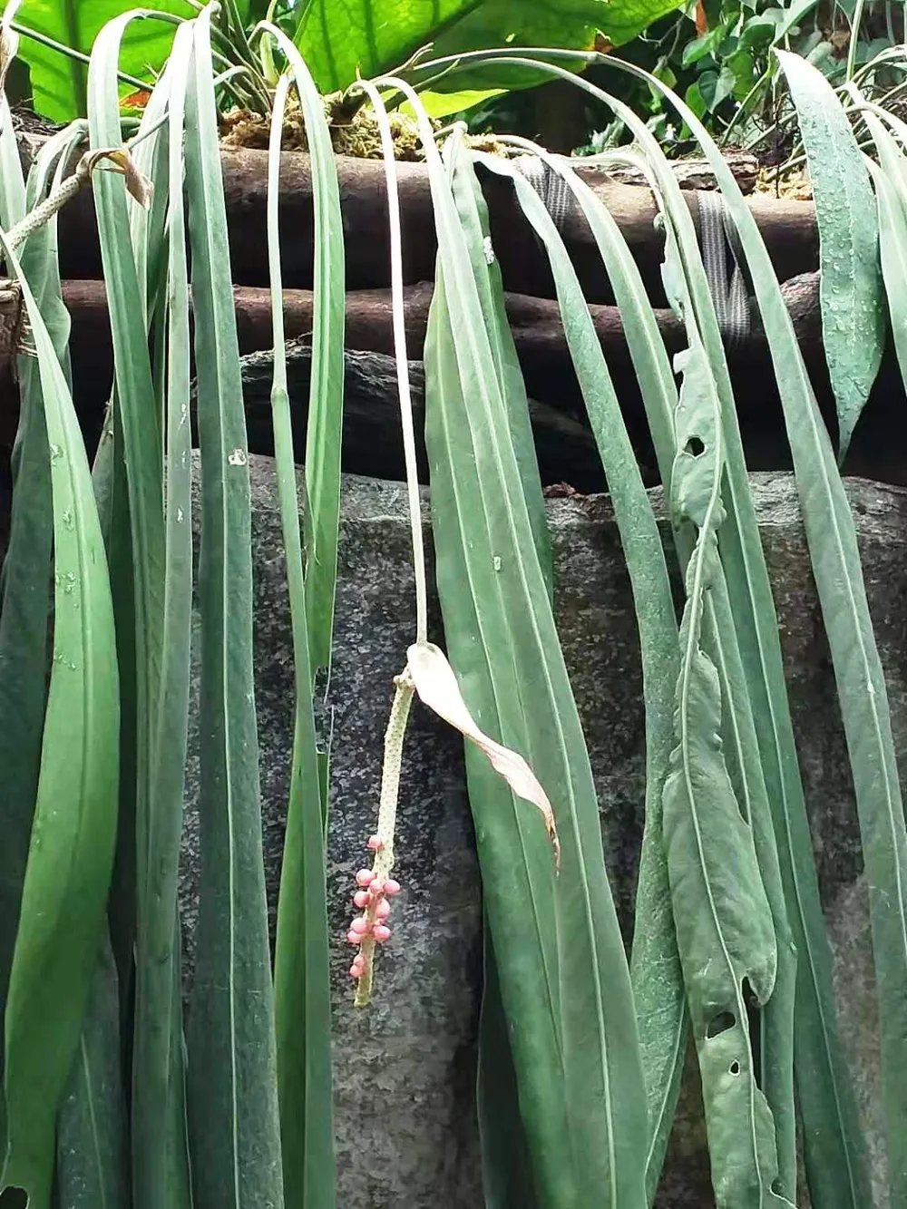 Anthurium Vittarium (Anthurium vittarifolium)