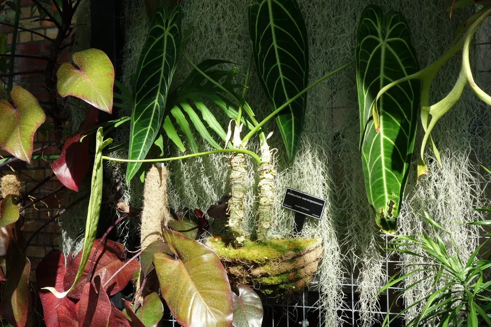Anthurium Warocqueanum (Queen Anthurium) (Anthurium warocqueanum)