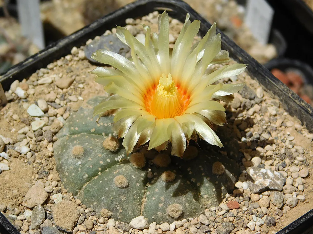 Astrophytum Asterias (Sand Dollar Cactus) (Astrophytum asterias)