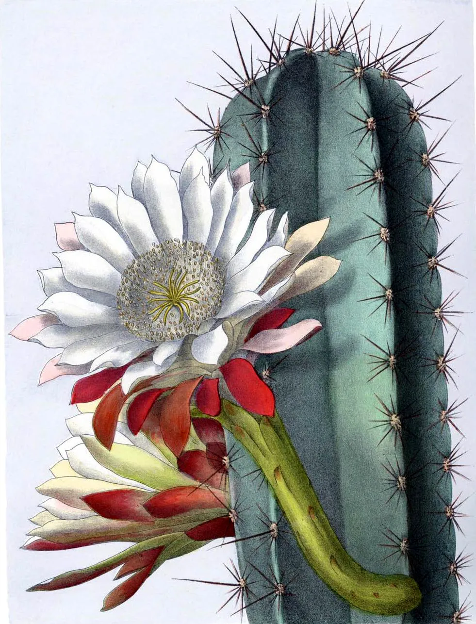 Cereus Peruvianus 'Spiralis' (Cereus peruvianus 'Spiralis')