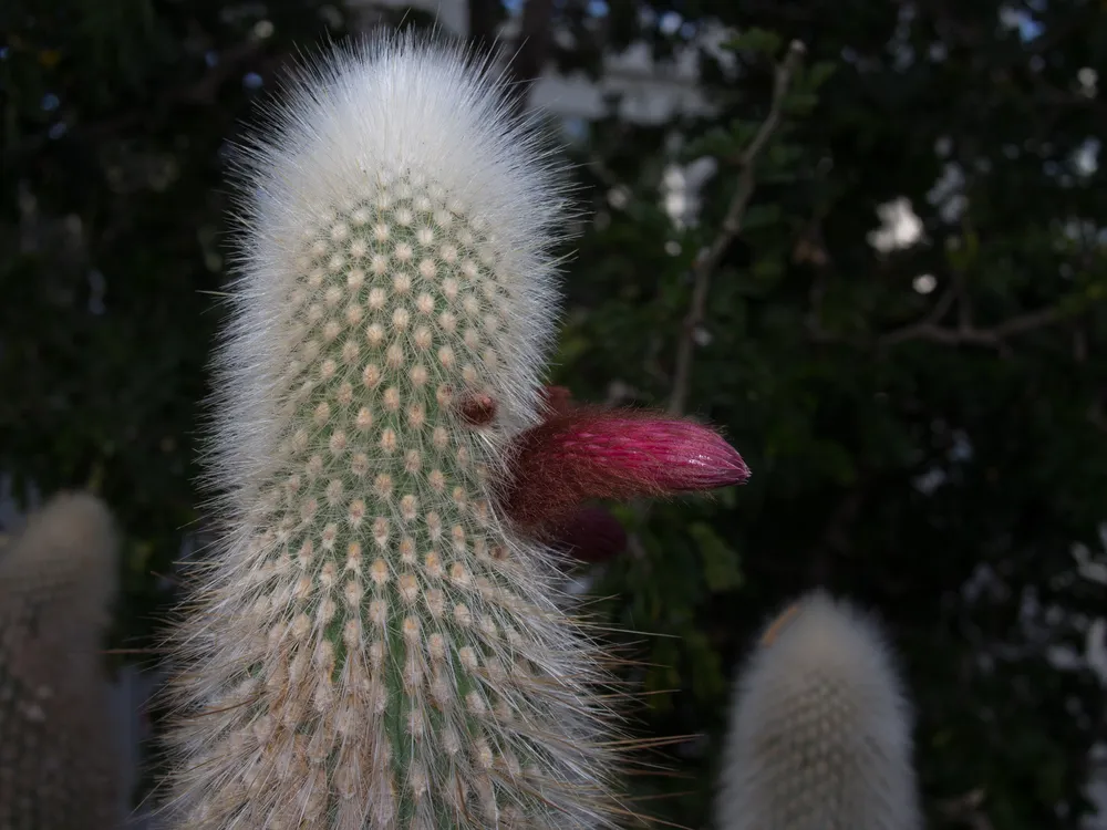 Cleistocactus Strausii (Silver Torch) (Cleistocactus strausii)