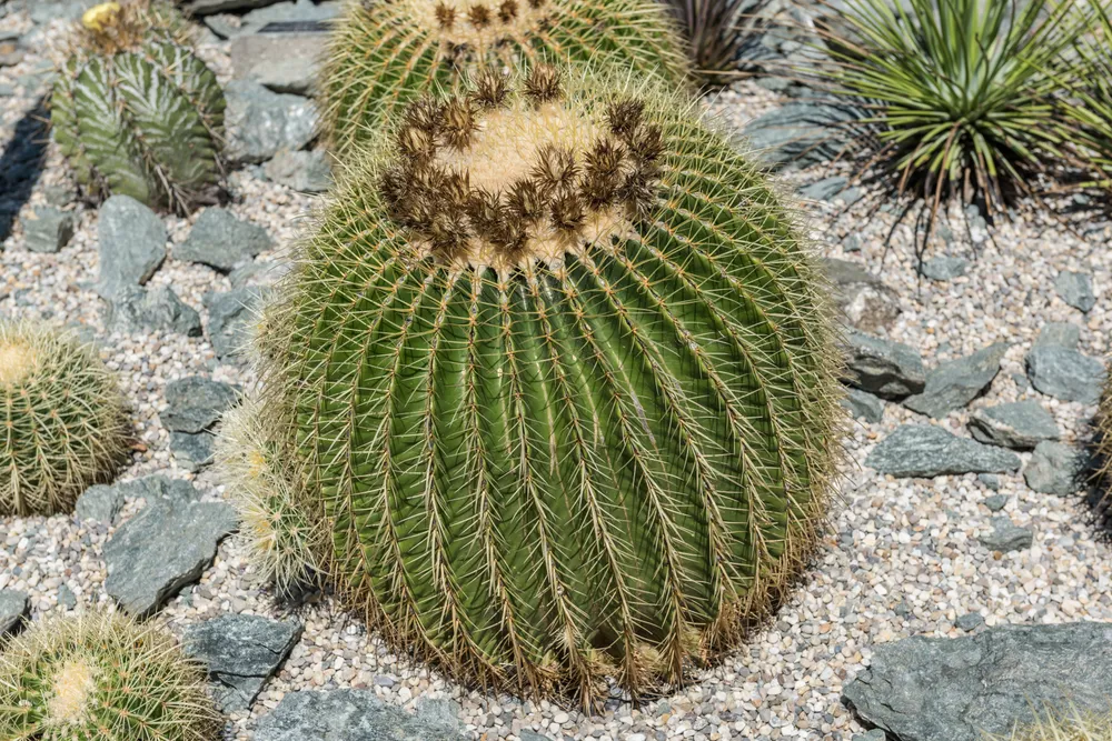 Golden Barrel Cactus (Echinocactus grusonii)
