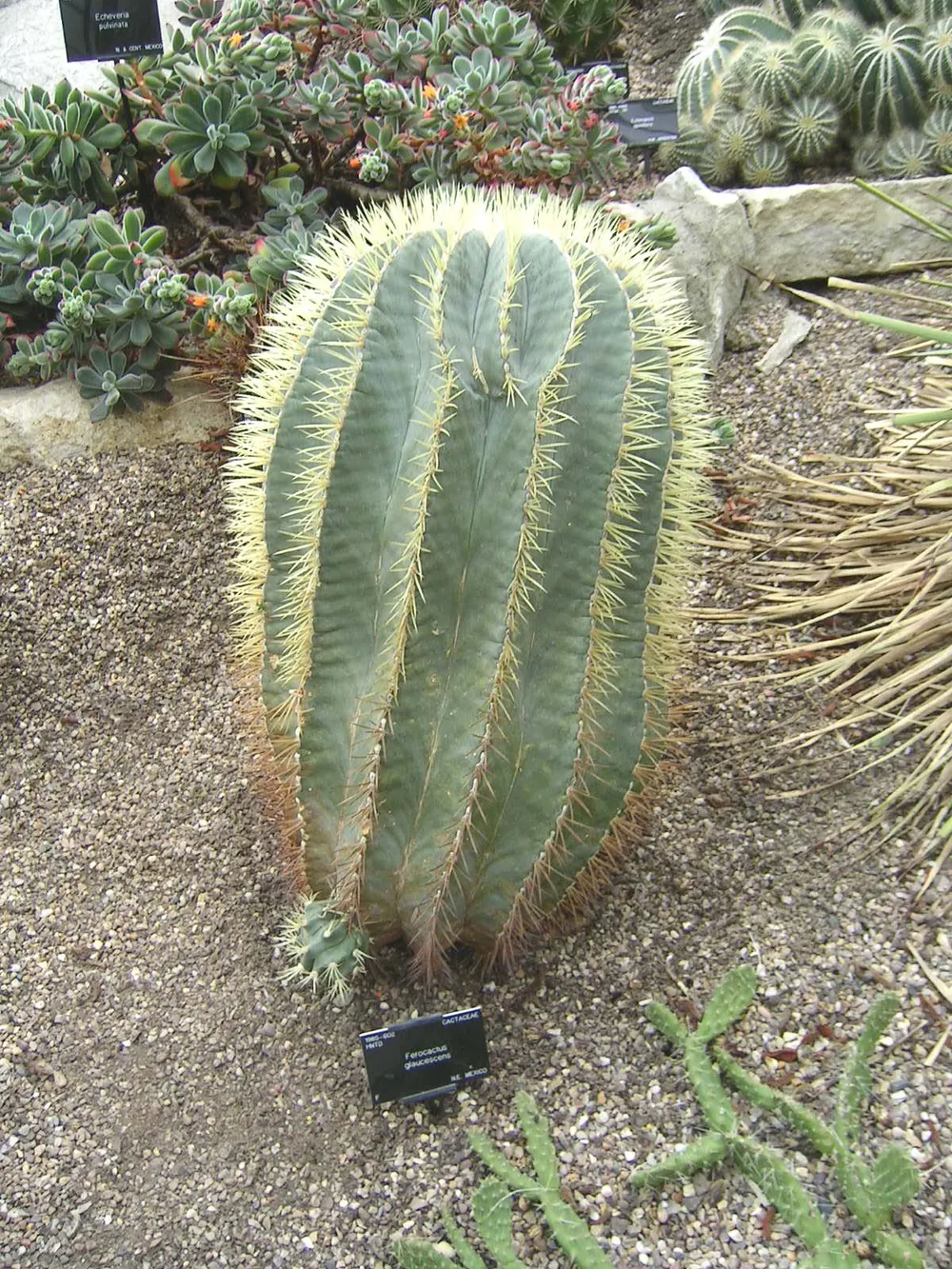 Ferocactus Glaucescens (Blue Barrel Cactus) (Ferocactus glaucescens)