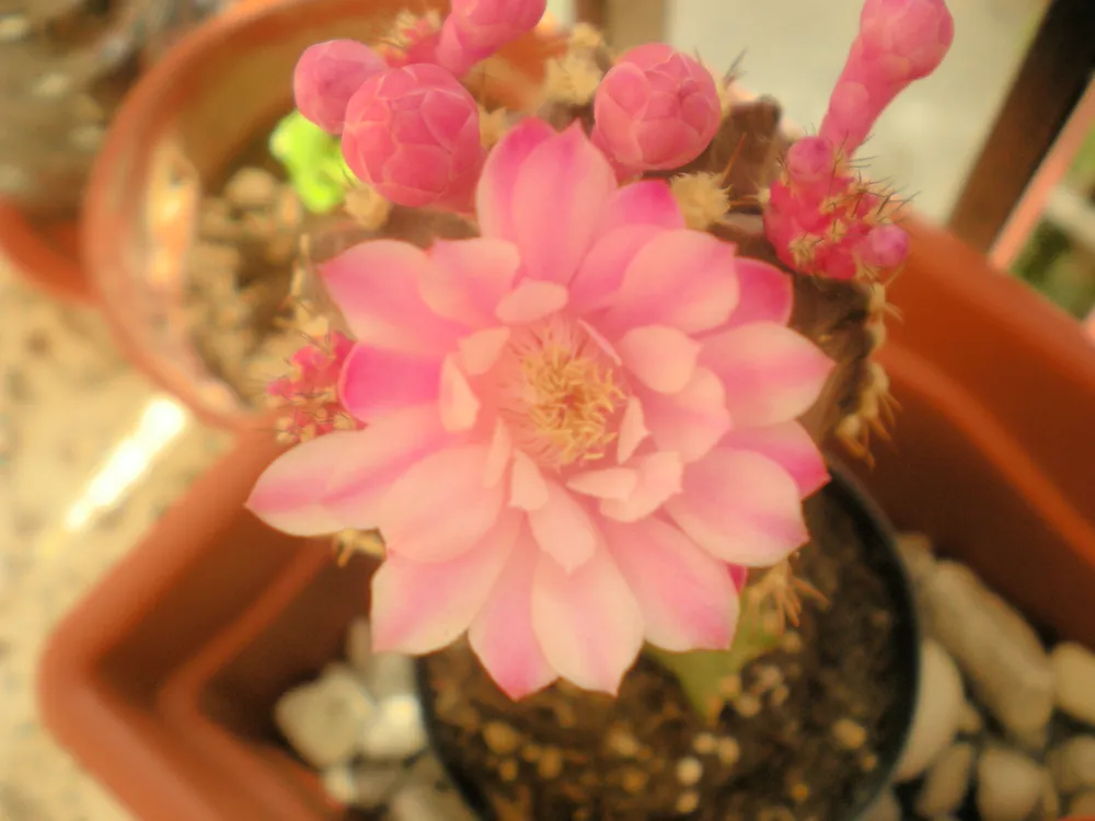 Gymnocalycium Mihanovichii (Moon Cactus) (Gymnocalycium mihanovichii)