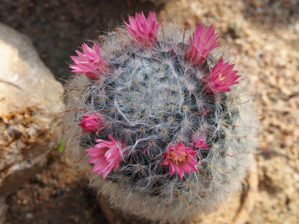 Mammillaria Bocasana (Powder Puff Cactus) (Mammillaria bocasana)