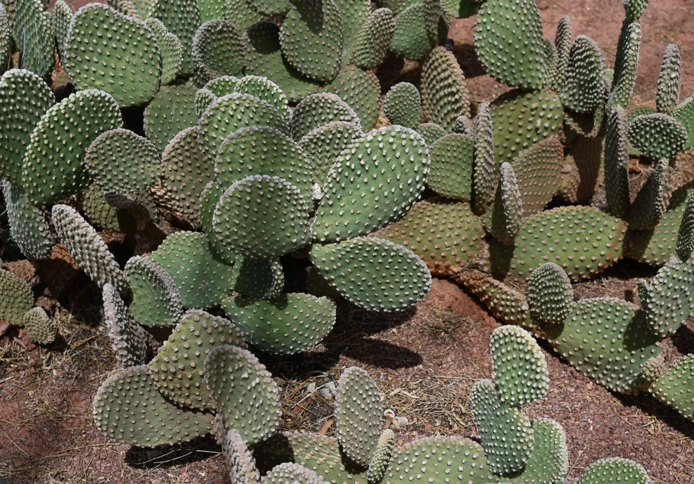 Opuntia Microdasys (Bunny Ears) (Opuntia microdasys)