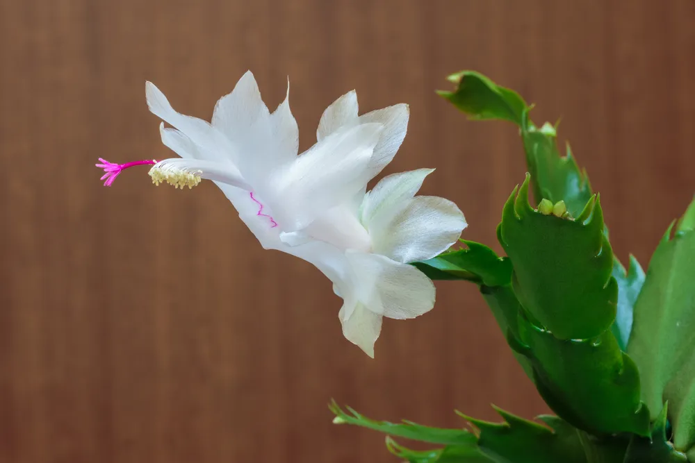 Schlumbergera Bridgesii (Christmas Cactus) (Schlumbergera bridgesii)