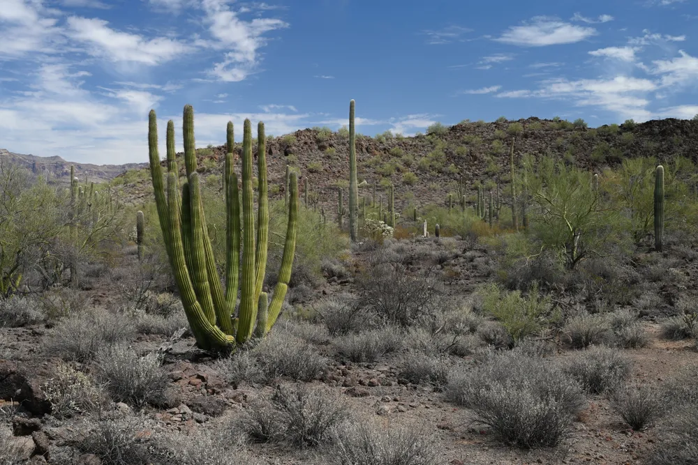 Stenocereus Thurberi (Organ Pipe Cactus) (Stenocereus thurberi)