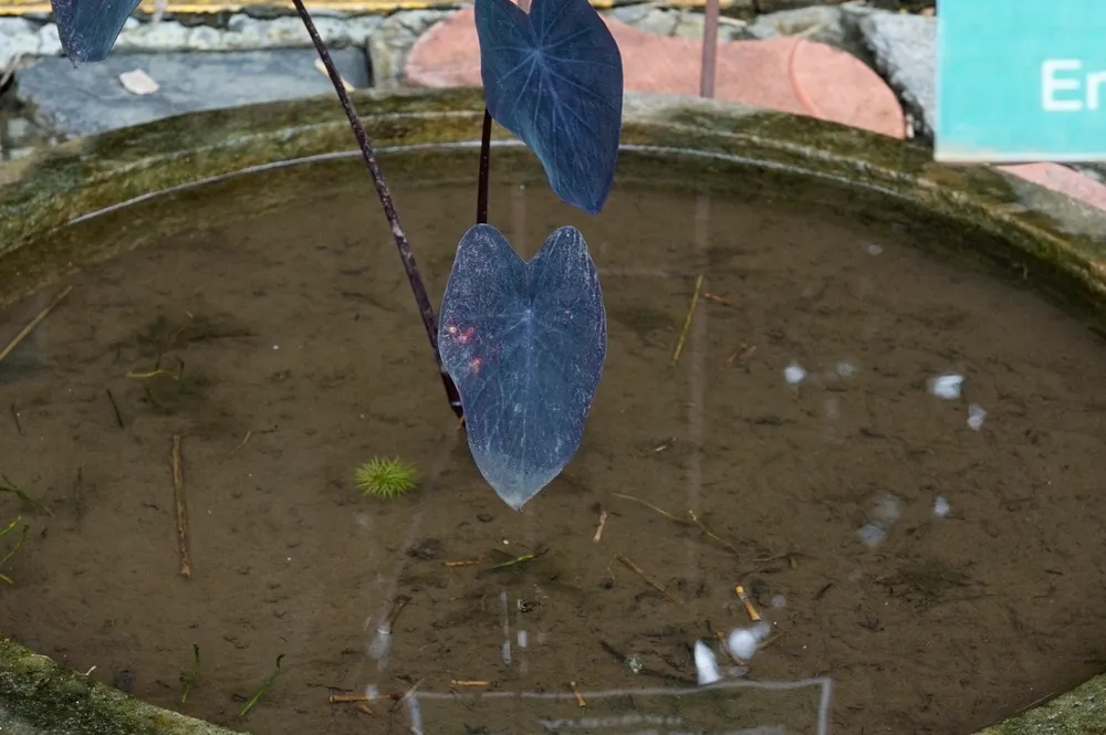 Colocasia Black Magic (Colocasia esculenta 'Black Magic')