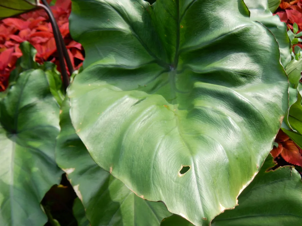 Colocasia Fontanesia (Black Stem) (Colocasia esculenta 'Fontanesii')