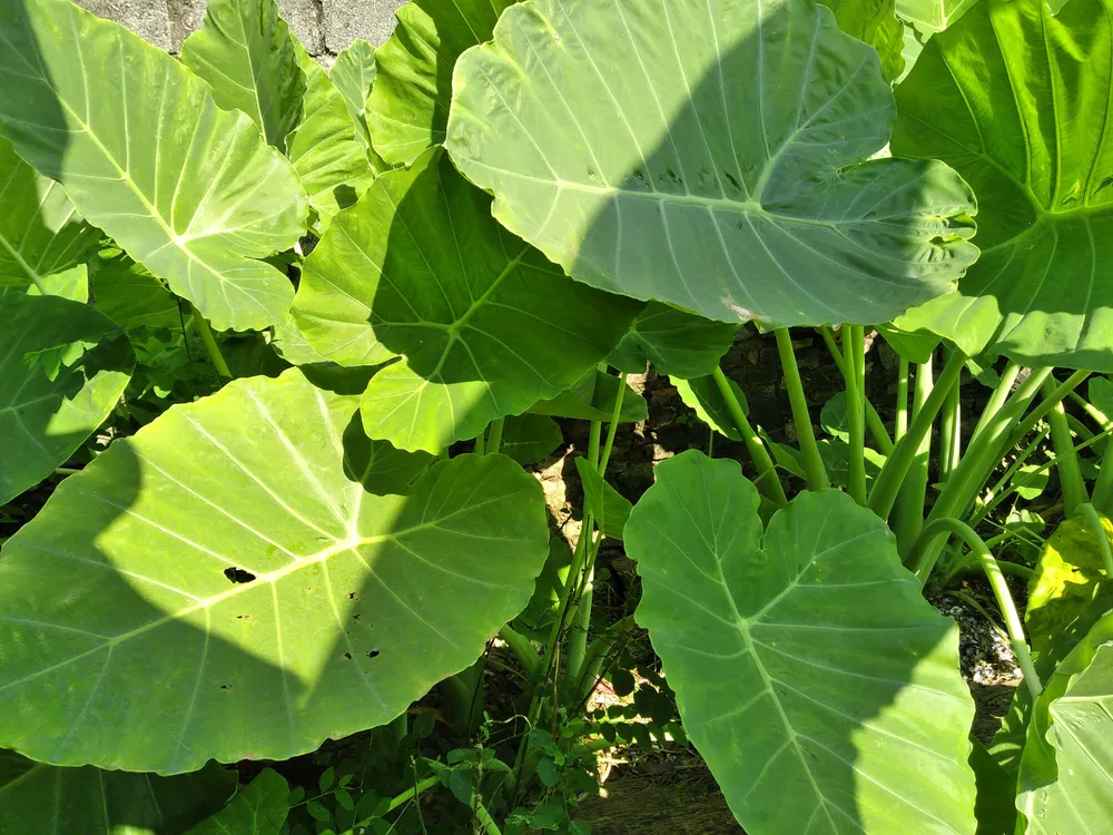Colocasia Thailand Giant (Colocasia gigantea 'Thailand Giant')