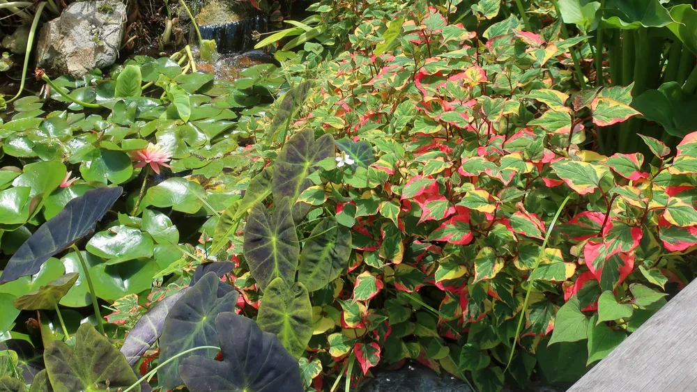 Colocasia Illustris (Colocasia esculenta 'Illustris')