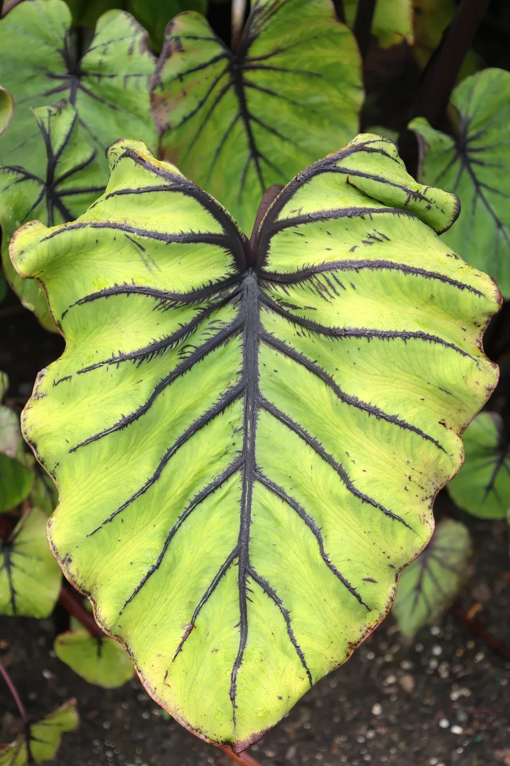 Colocasia Pharaoh's Mask (Colocasia esculenta 'Pharaoh's Mask')