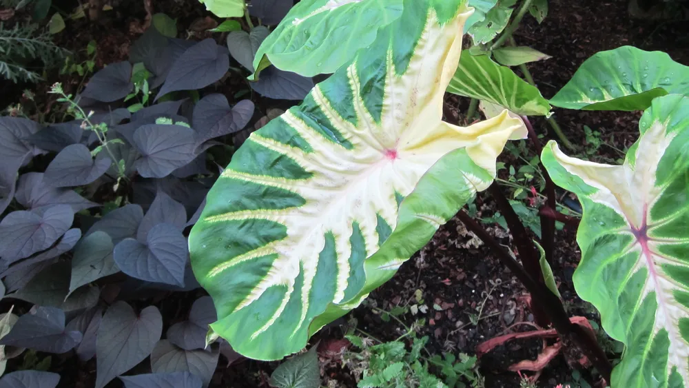Colocasia White Lava (Colocasia esculenta 'White Lava')