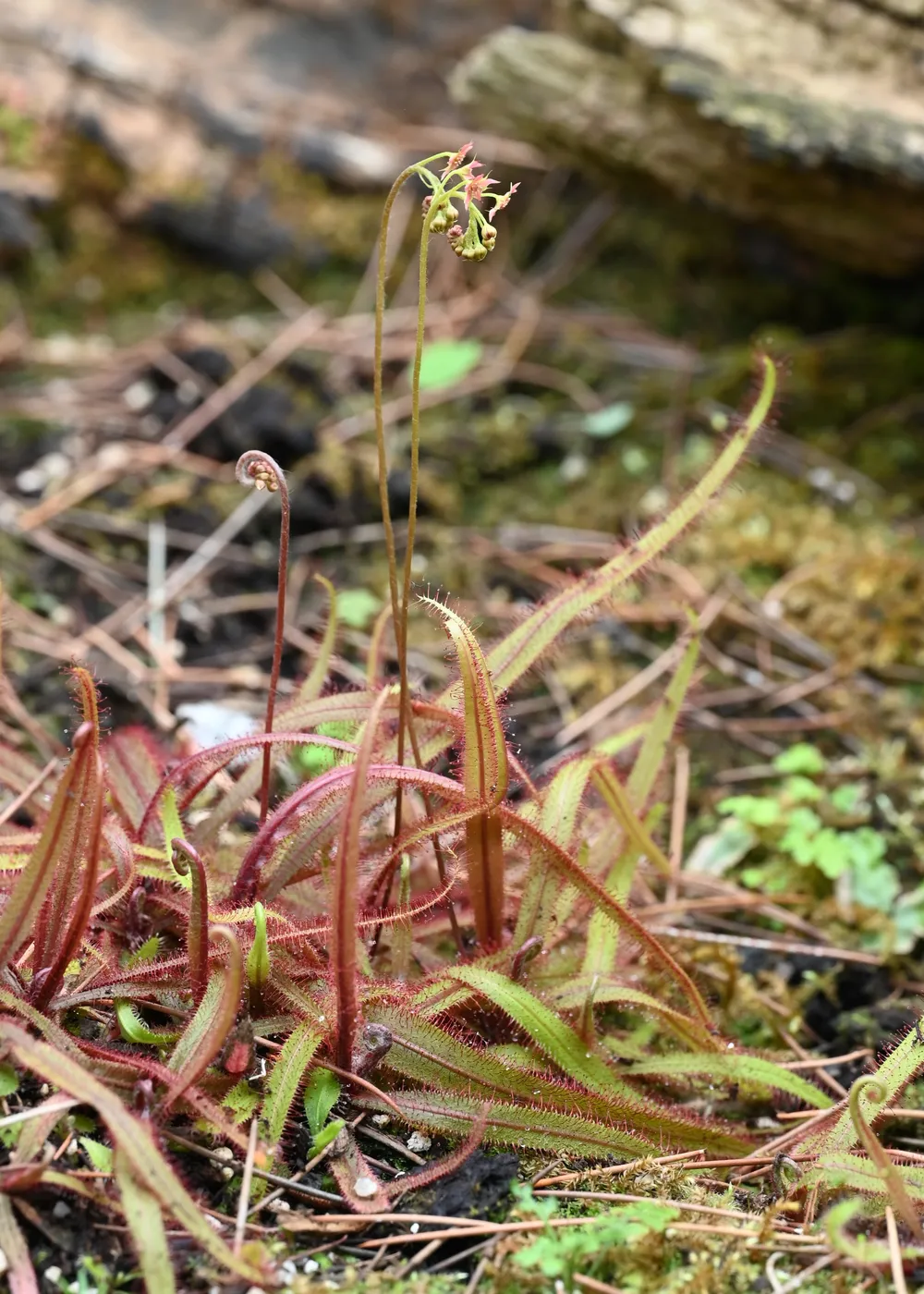 Drosera adelae (Drosera adelae)
