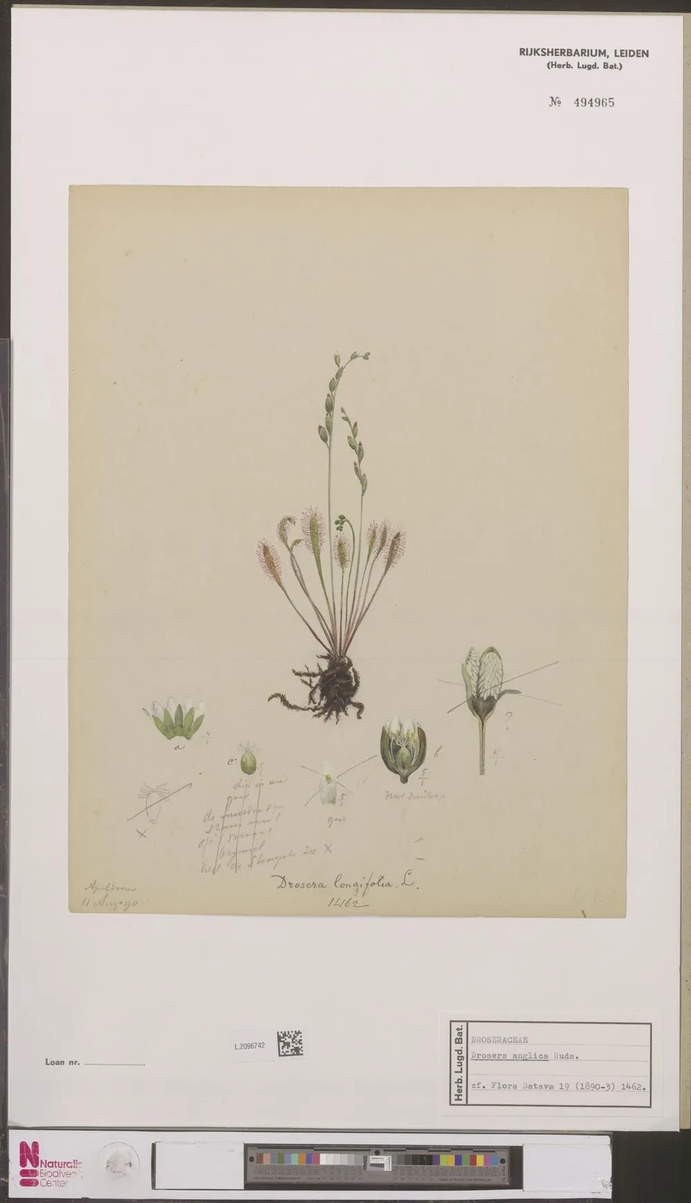 Drosera anglica (Drosera anglica)
