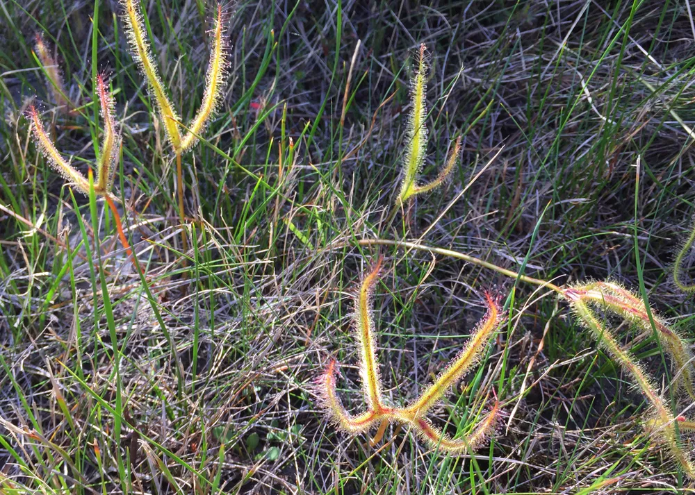Drosera binata (Drosera binata)