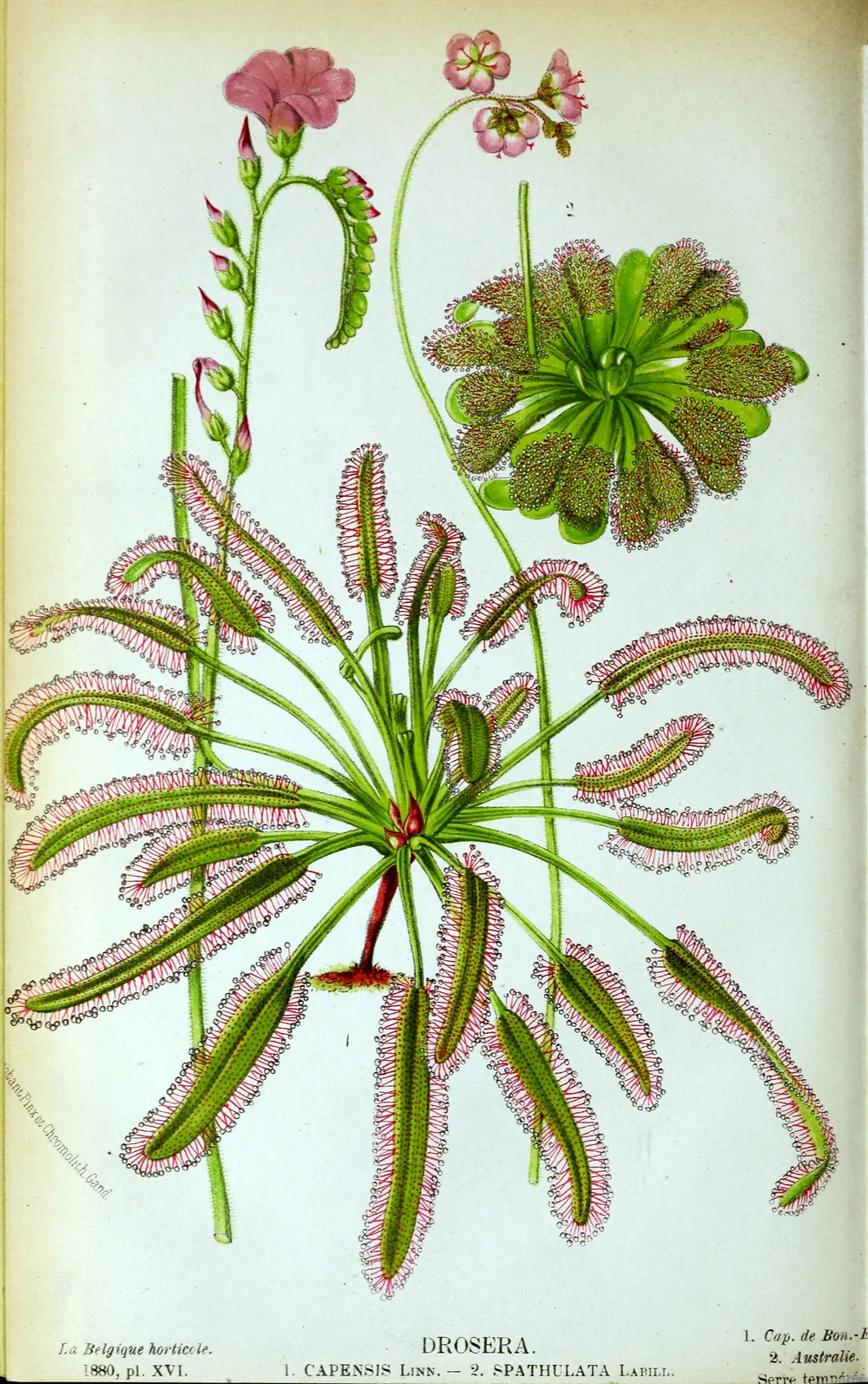 Drosera capensis (Drosera capensis)