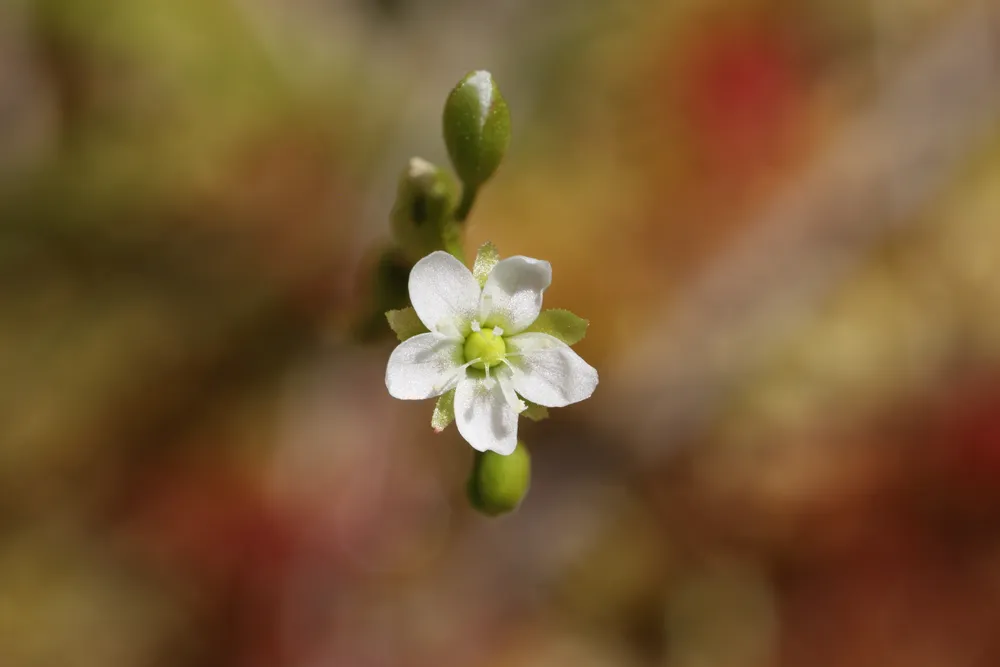 Drosera rotundifolia (Drosera rotundifolia)