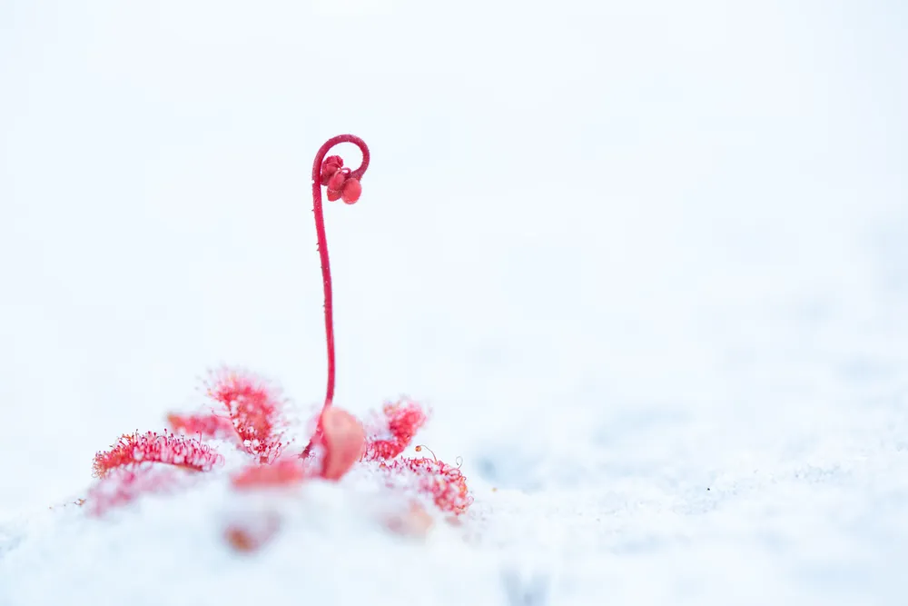 Drosera spatulata (Drosera spatulata)