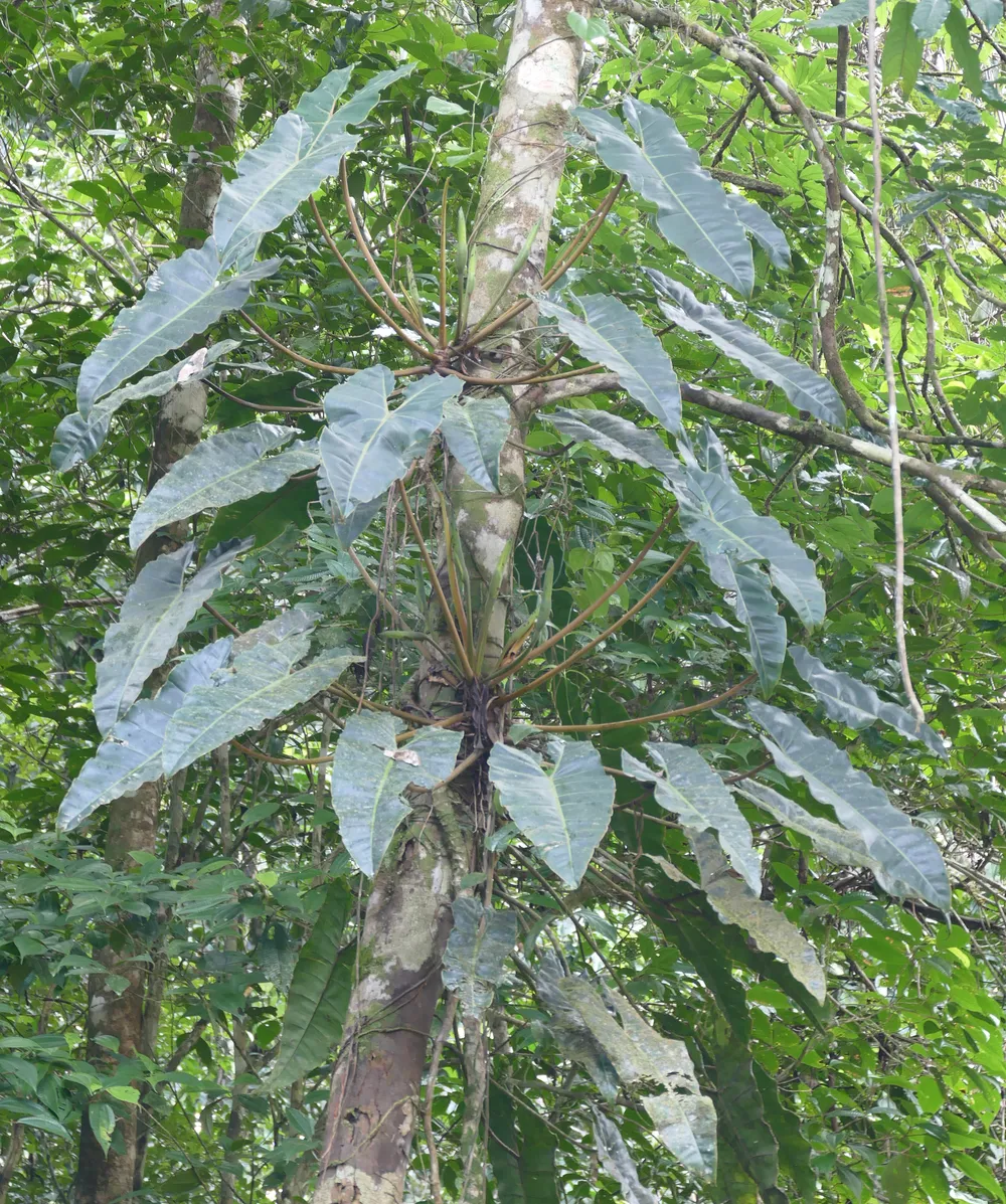 Philodendron Billietiae (Philodendron billietiae)