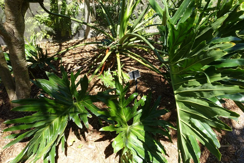 Philodendron Bipennatifidum (Selloum) (Thaumatophyllum bipennatifidum)