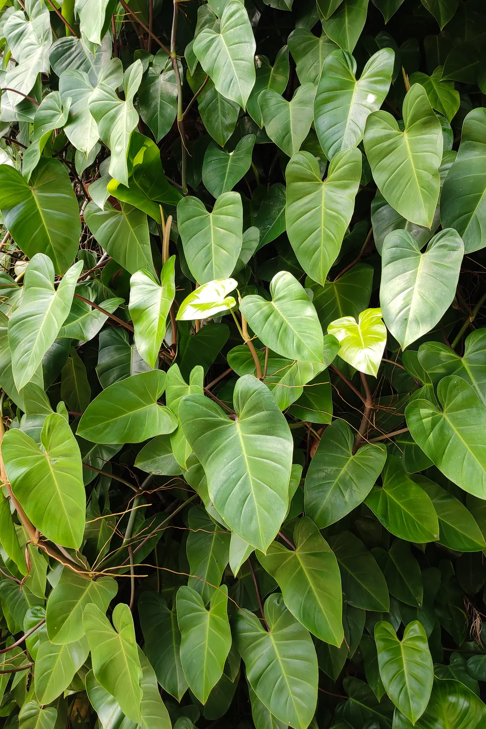 Philodendron Brasil (Philodendron hederaceum 'Brasil')