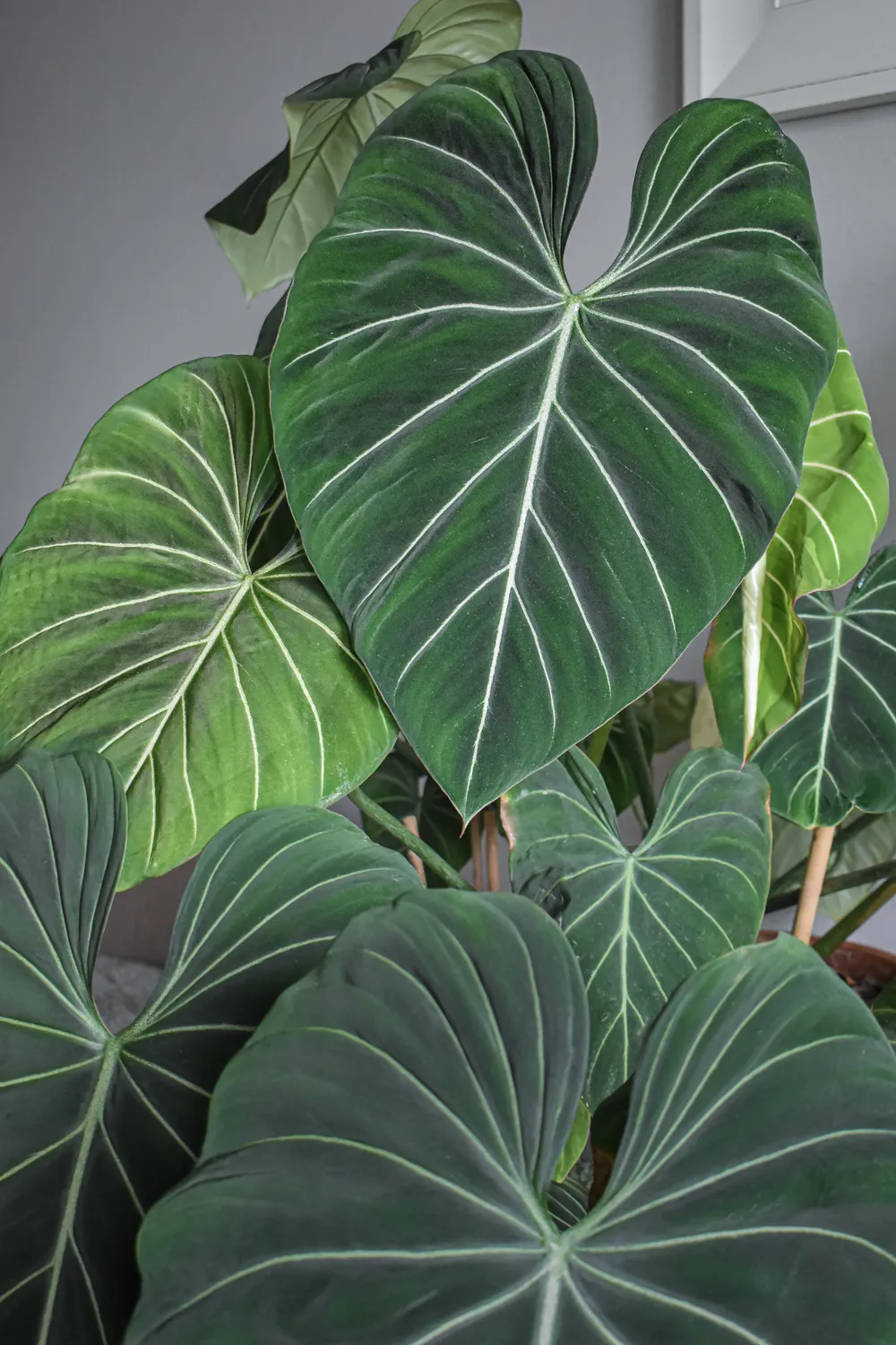 Philodendron Gloriosum (Philodendron gloriosum)