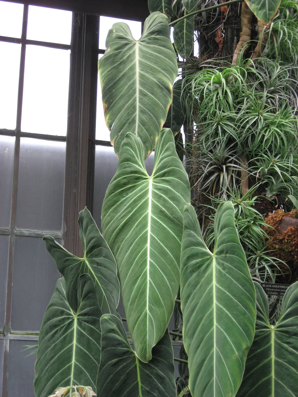 Philodendron Melanochrysum (Philodendron melanochrysum)